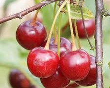 Sweet Cherry, Wild Cherry, Bird cherry