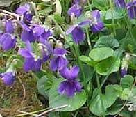 Sweet Violet, Wood Violet, Garden Violet