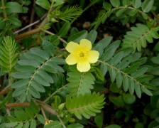 Tribulus