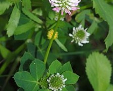 Egyptian Clover, Berseem Clover