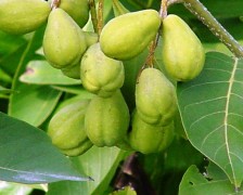 Triphala, Indian Gall Nut