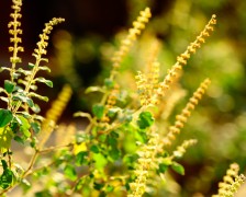 Holy basil, Sweet Basil