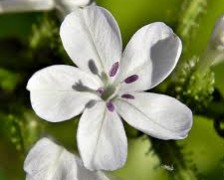 White Leadwort