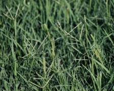 Bermuda Grass, Bahama Grass, Dhub Grass