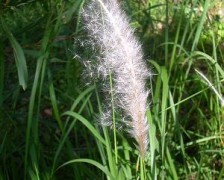 Japanese Bloodgrass, Cogon Grass, Kunai Grass, Thatch Grass