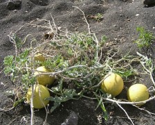 Bitter Aple, Colocynth, Bitter Cucumber, Wild Gourd