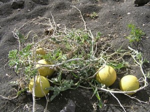 Bitter Aple, Colocynth, Bitter Cucumber, Wild Gourd