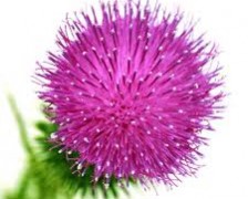 East Indian Globe Thistle