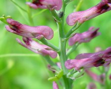 Fumitory, Earth Smoke