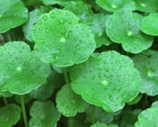 Centella, Gotu Kola, Indian Pennywort