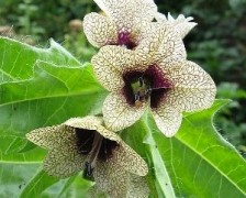 Henbane, Sinking nightshade, Black henbane