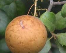 Oak Galls