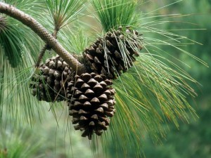 Chir Pine