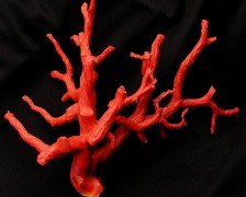 Red Coral