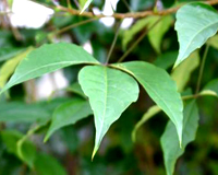 Three-leaf caper